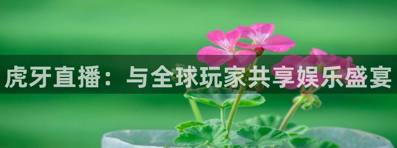 蓝鲸的视频真实